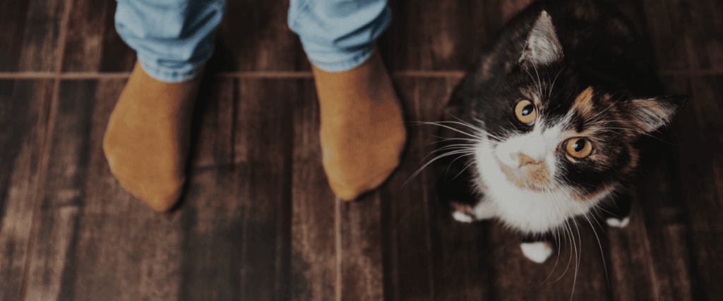 Alle kosten voor je kat op een rijtje!