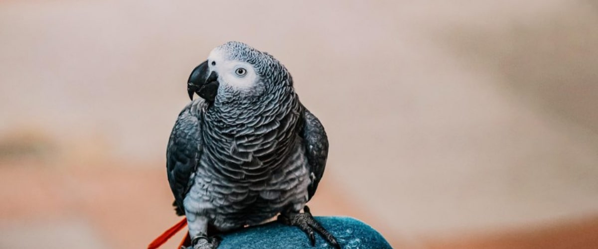 papegaai als huisdier