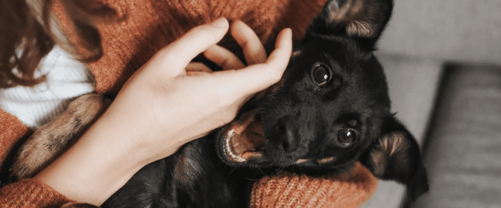 puppy bijten afleren