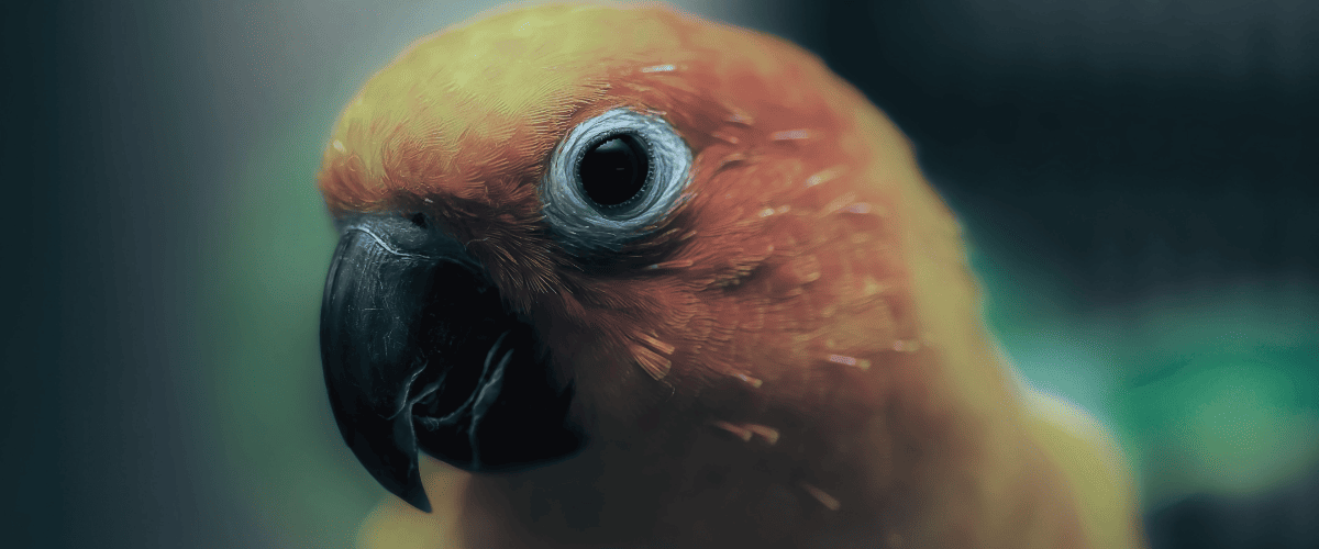 papegaai schreeuwen afleren