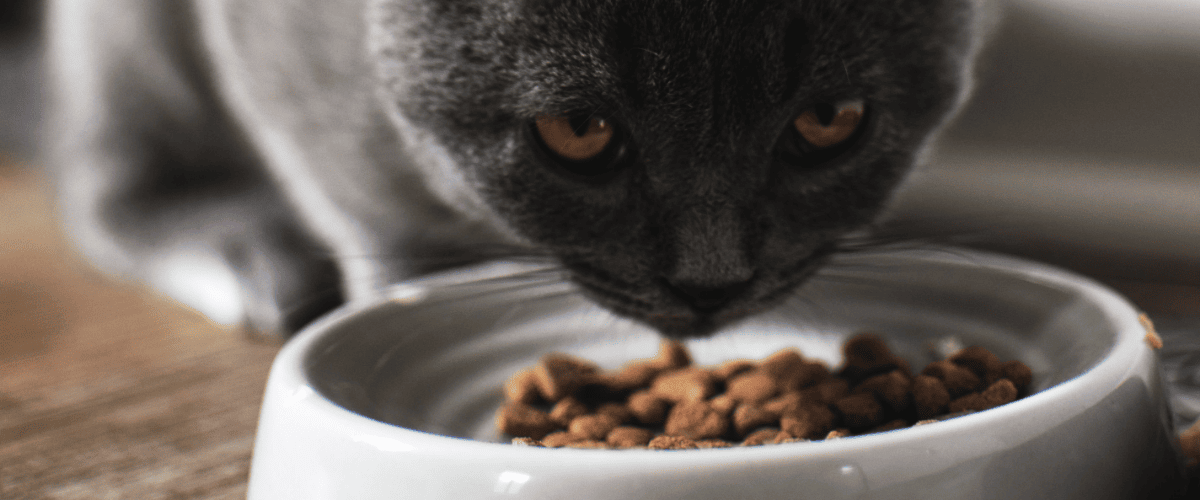 wat mogen katten niet eten