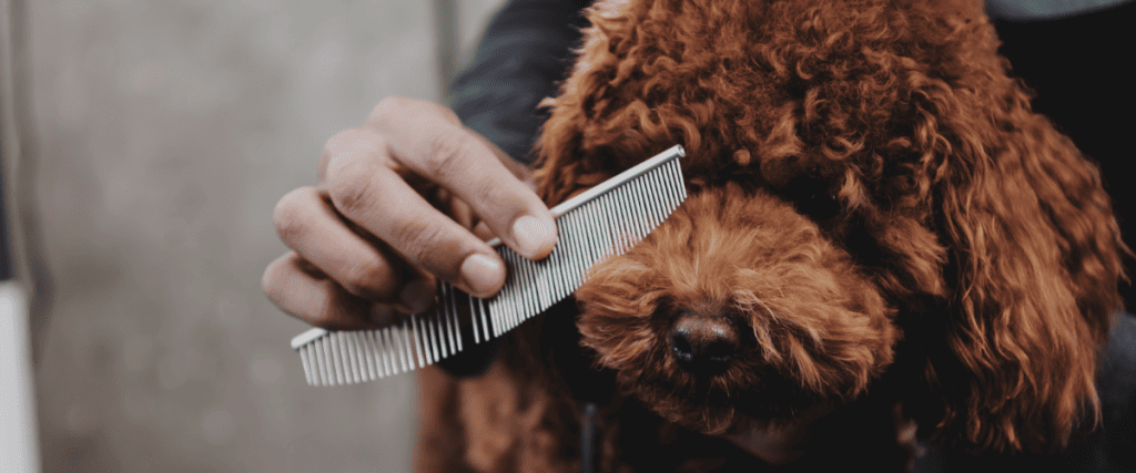Hoe moet ik mijn hond borstelen?