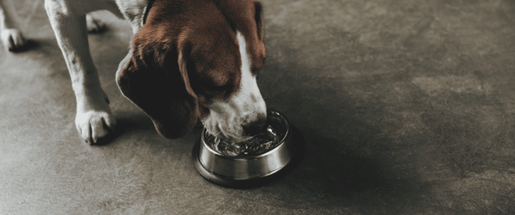 Oververhitting hond, wat moet ik weten?