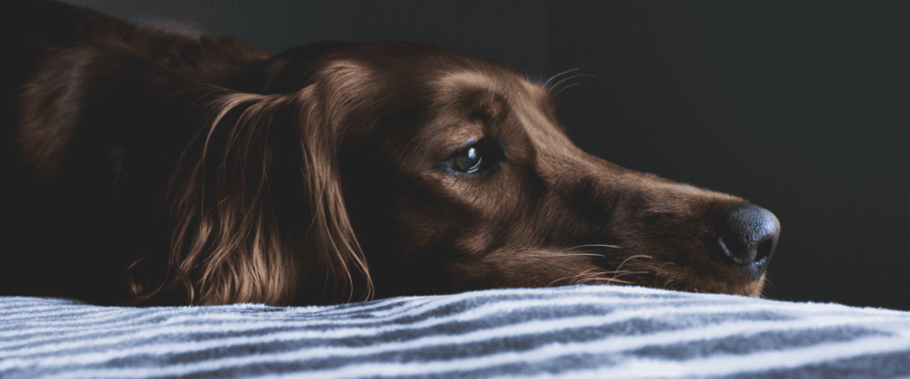 vergiftiging hond rattengif