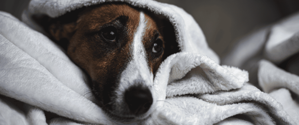 9 tips voor vuurwerkangst bij huisdieren!