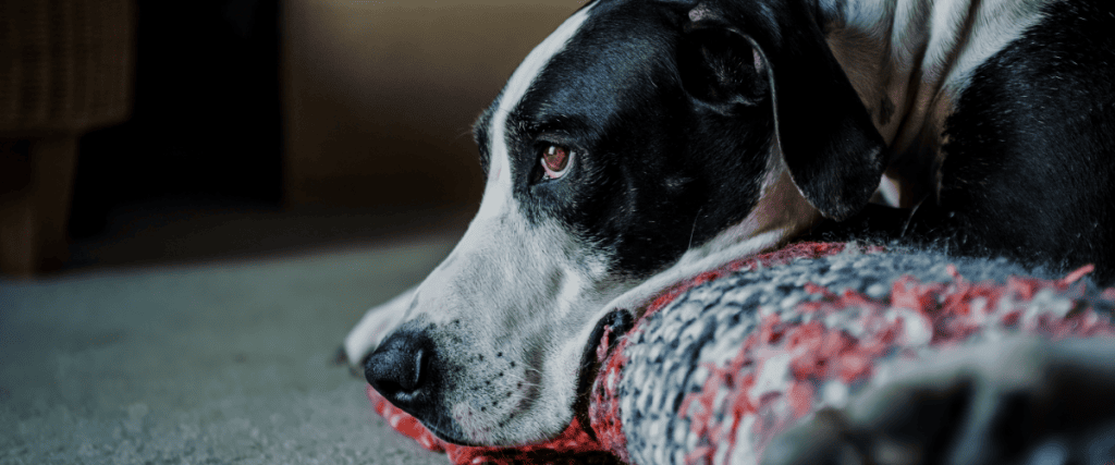 Vergiftiging bij je hond