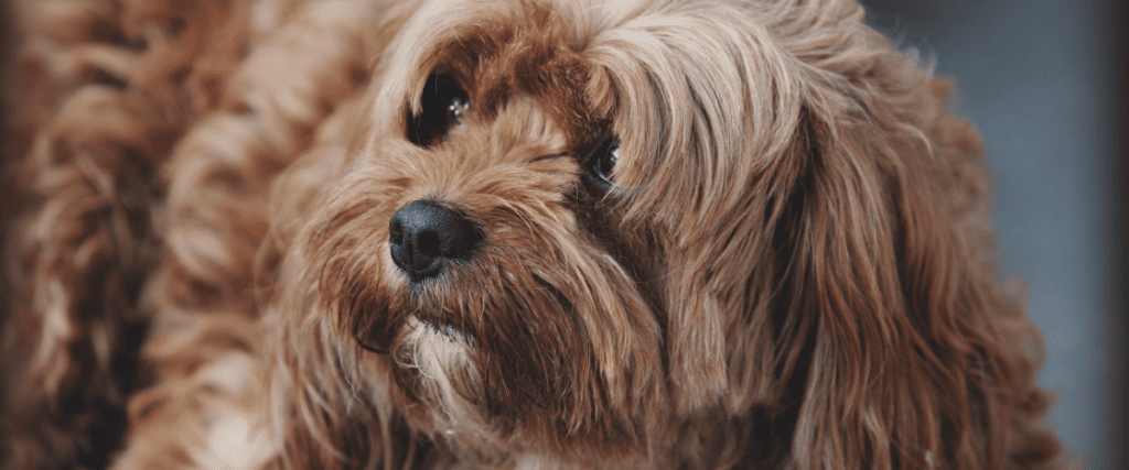 Pekelvergiftiging bij honden, wat moet ik weten?