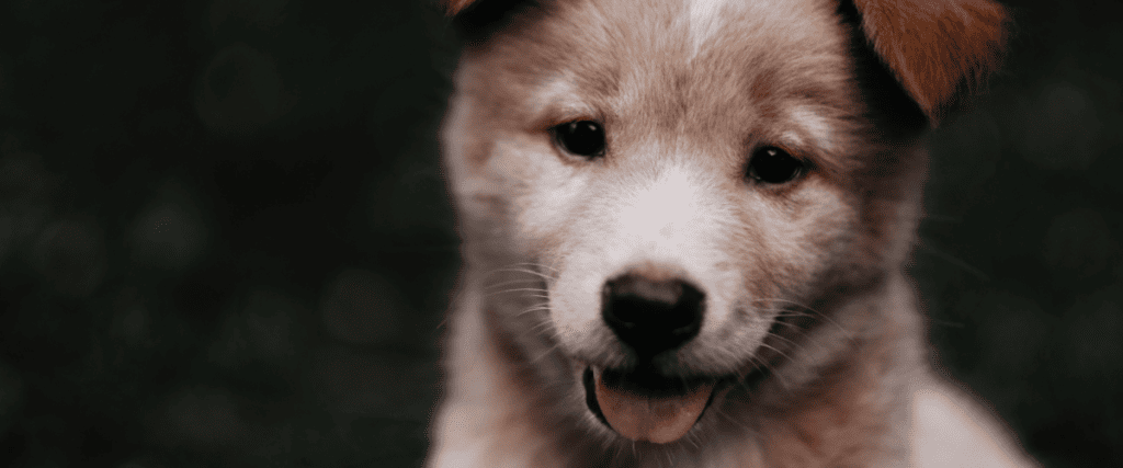 Puppy zindelijk maken in 5 stappen