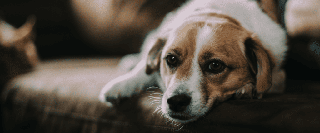 Suikerziekte hond, wat moet ik weten?