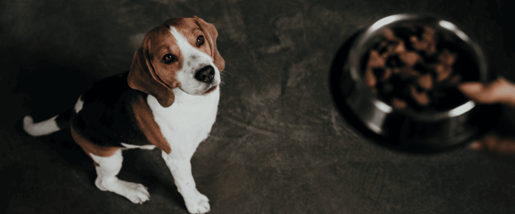 Wat mogen honden niet eten?