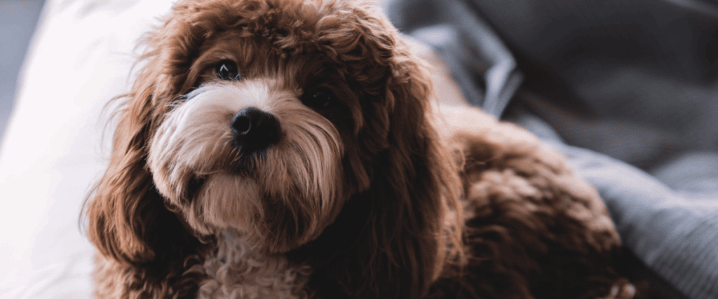 Alles over het steriliseren van je hond!