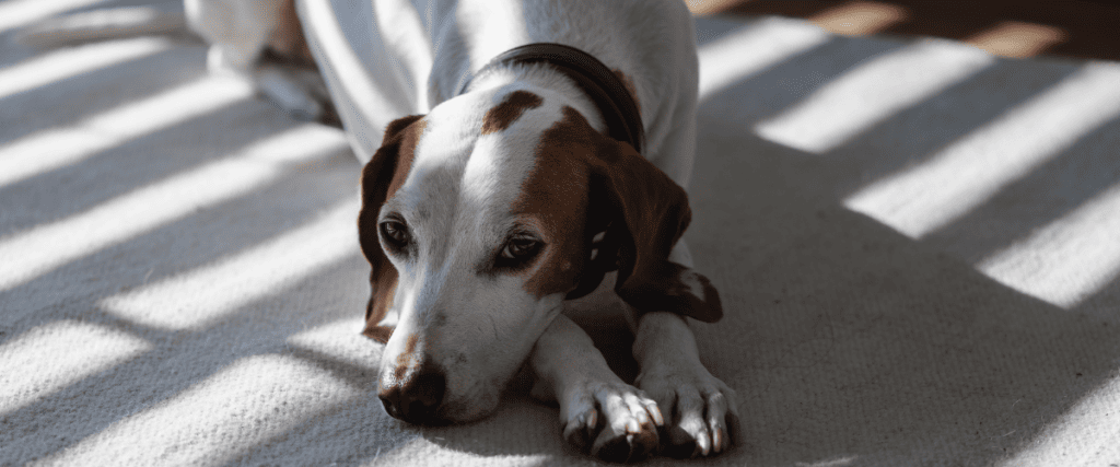 Hond reanimeren, hoe moet dat?