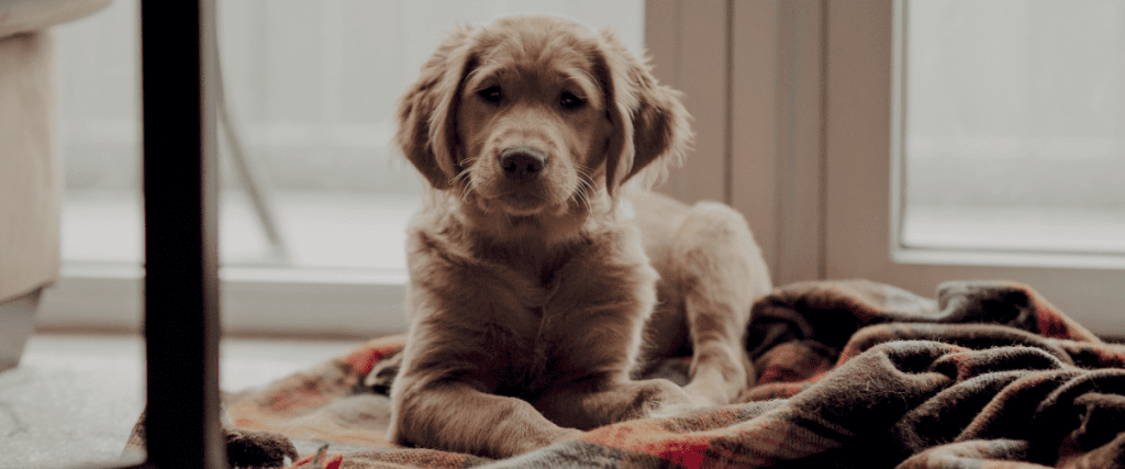 Ontwikkeling pup van 0 tot 2 jaar