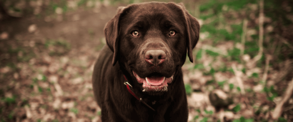 Labrador retriever kopen? Dit moet je weten!