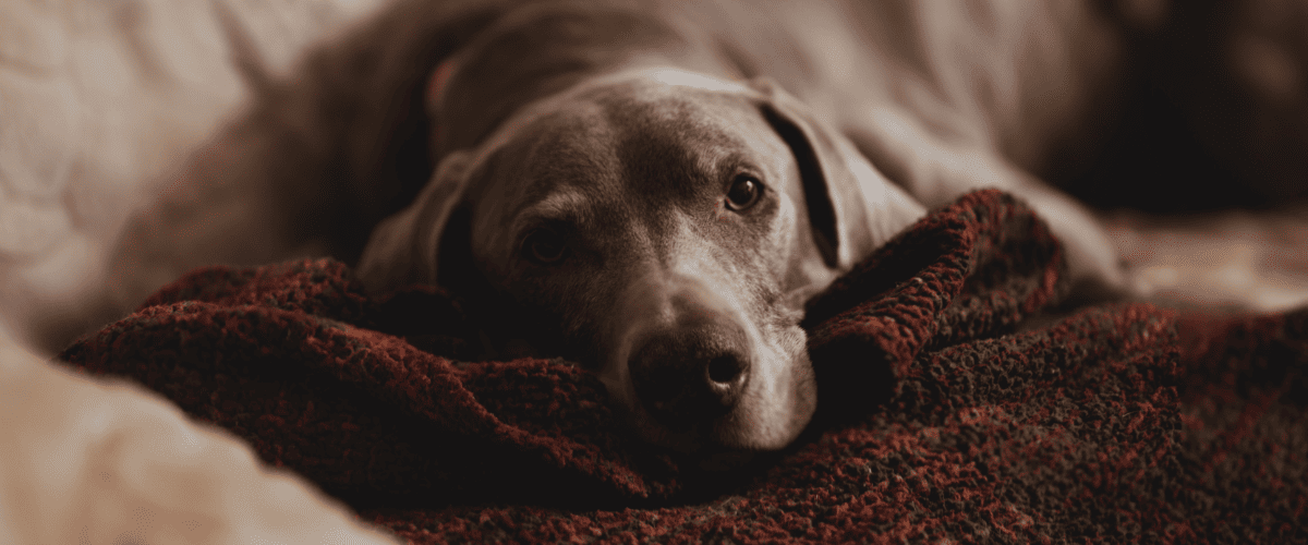 hond vergiftigd