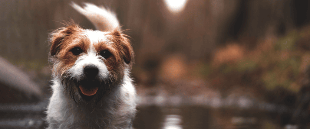 Honden eten eikels, is dit gevaarlijk?