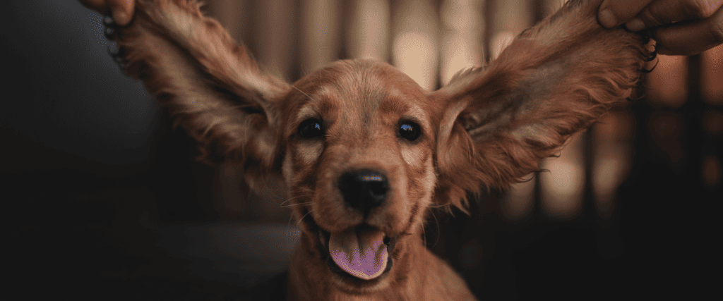 Oorproblemen bij de hond, wat moet ik weten?