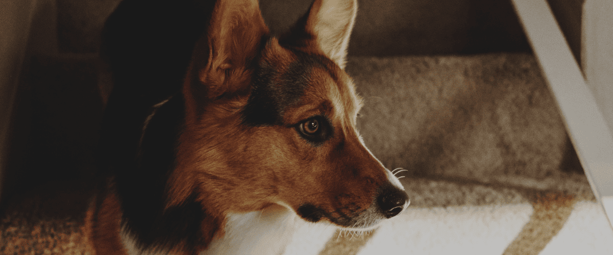 Dierenadvies Figo hond – 13