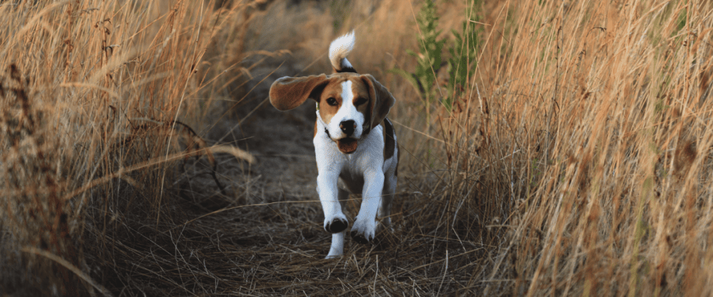 Tot welke temperatuur kan een hond buiten blijven