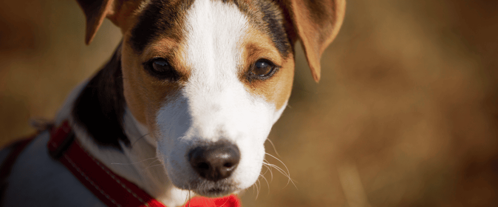 Jack russel terriër kopen