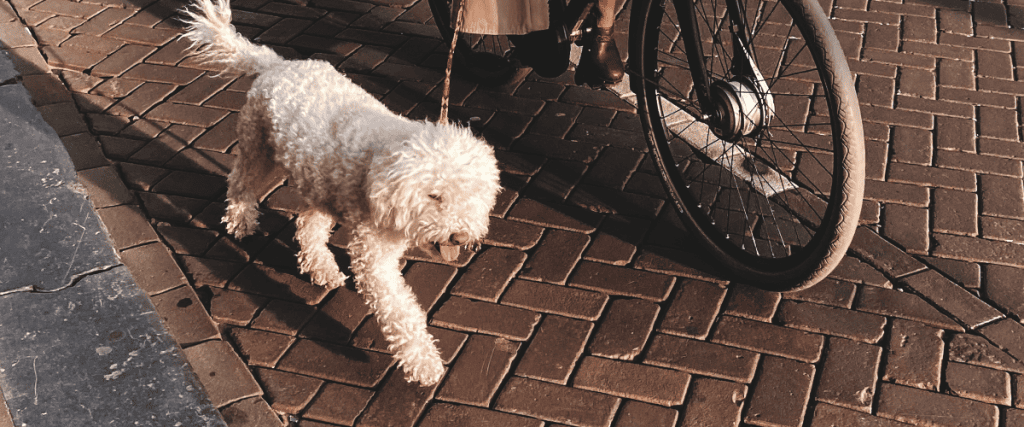 fietsen met de hond