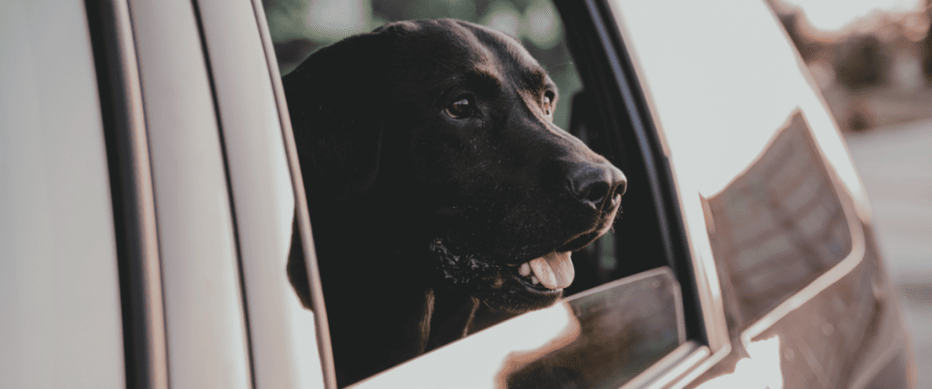 hond vervoeren in de auto