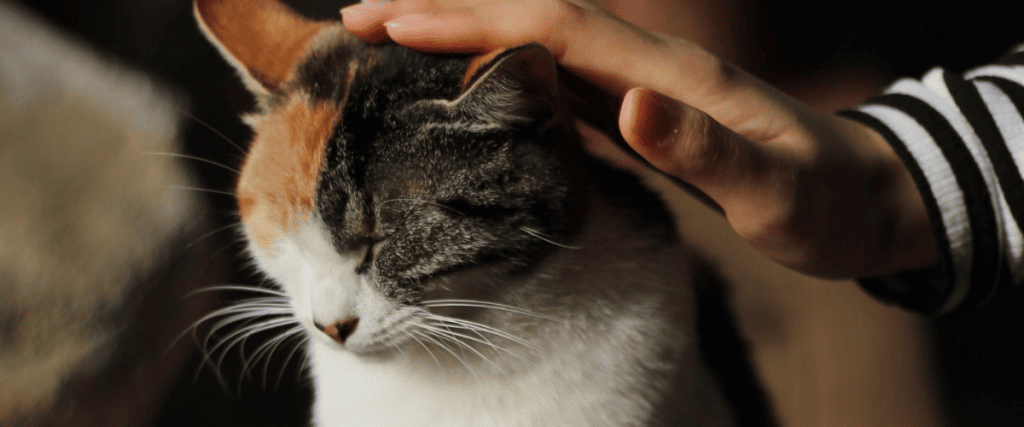 Waarom geven katten kopjes?
