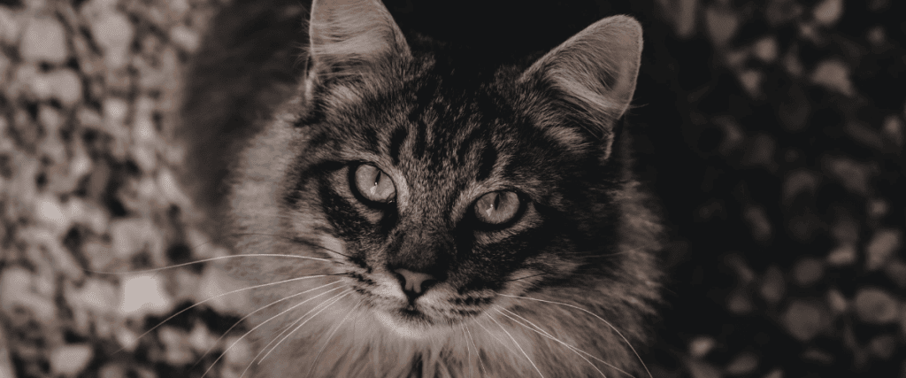 Siberische kat kopen? Dit moet je weten!