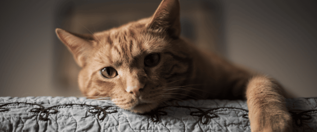 Kattenaids, wat moet ik weten?
