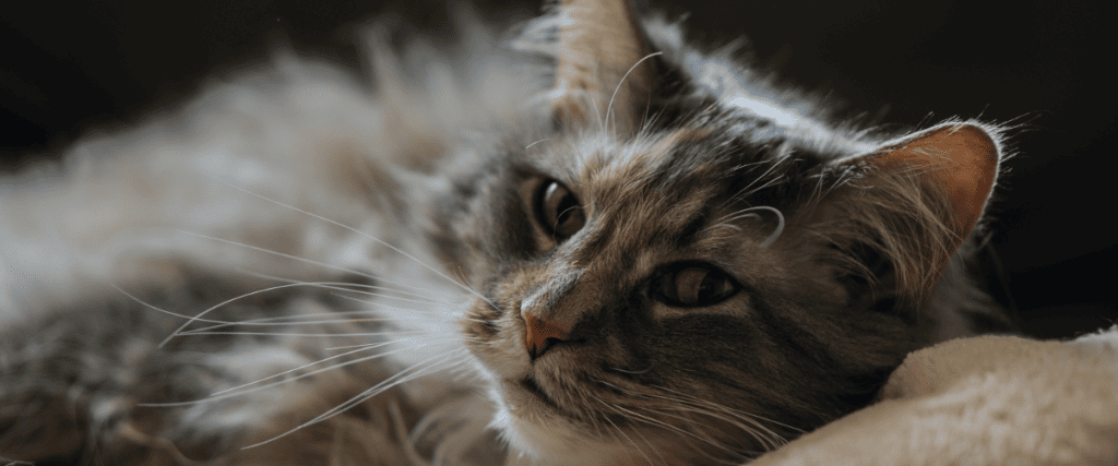 Tandenpoetsen kat, wat moet ik weten?