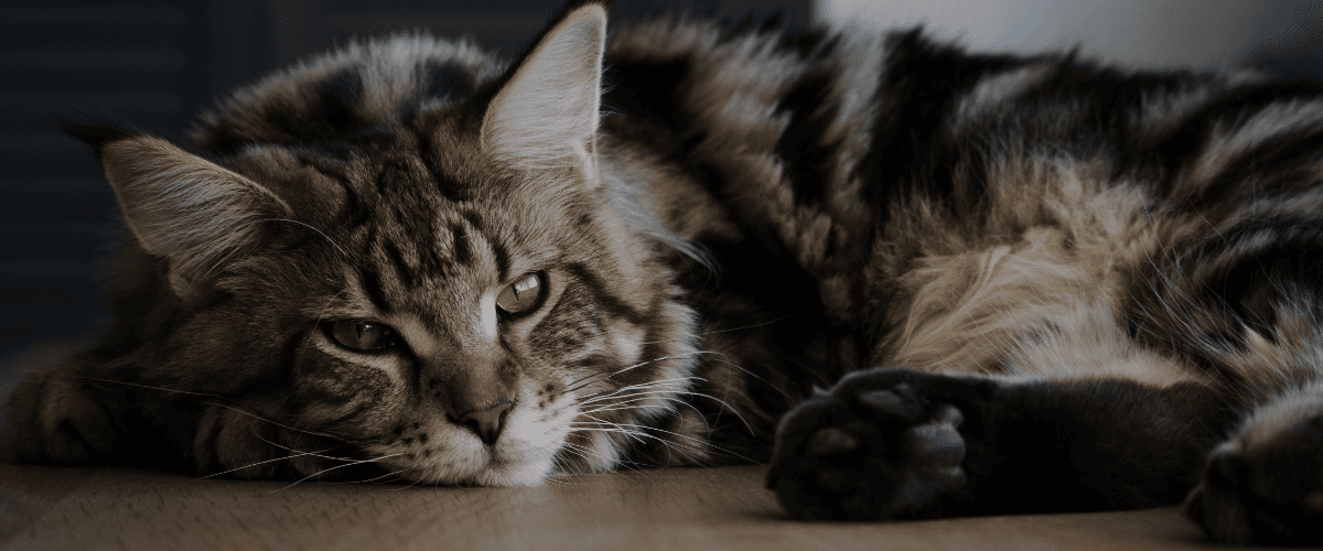 verveling kat