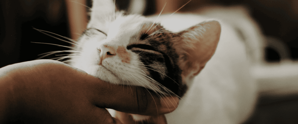 Waarom spinnen katten?