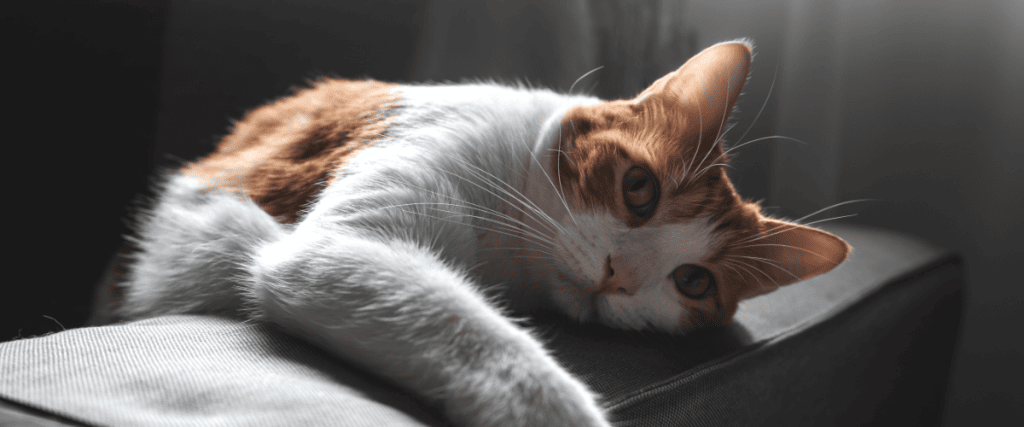 Suikerziekte kat, wat moet ik weten?