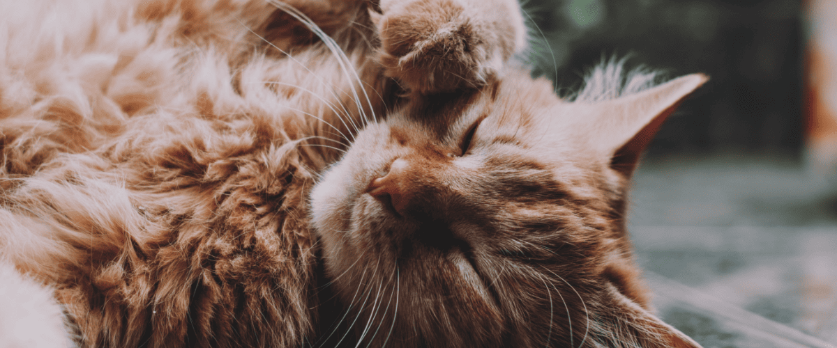 dikke kat