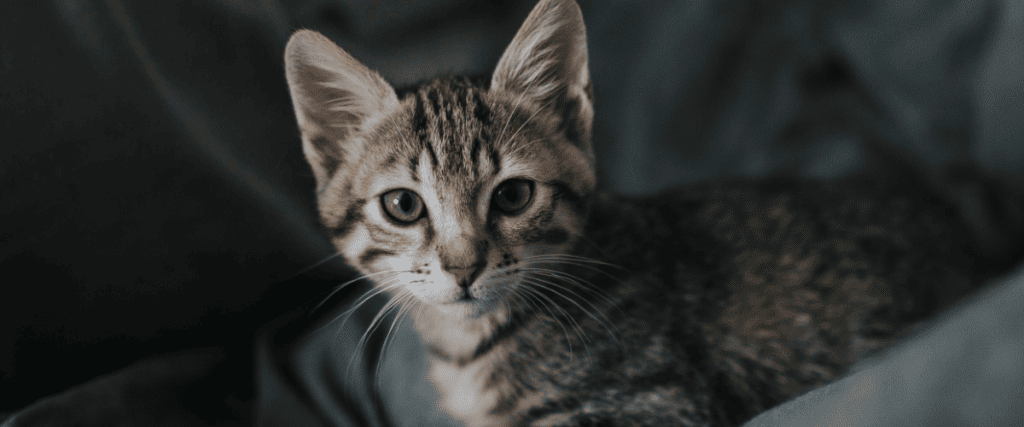 Kat leren door kattenluik te gaan in 5 stappen!