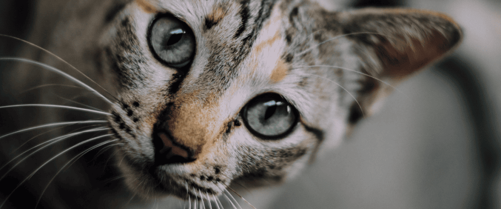 Tandvleesontsteking kat