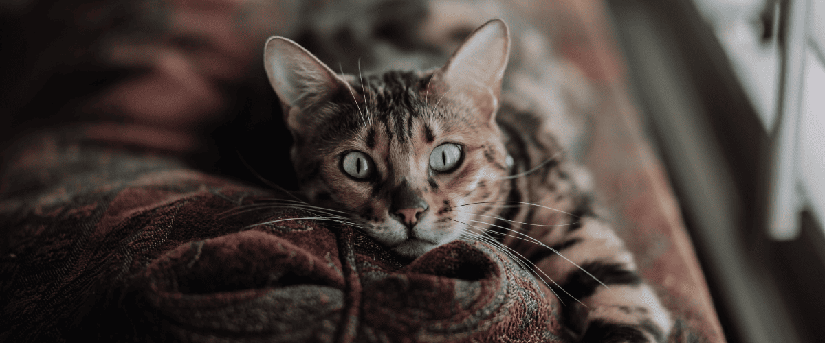 Dierenadvies Figo - kat – 37
