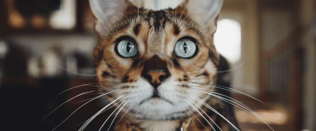 Bengaalse kat kopen? Dit moet je weten!