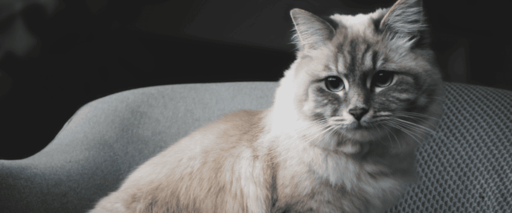 Ragdoll kopen? Dit moet je weten!