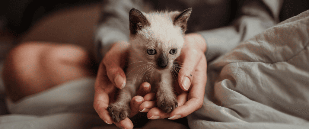 Kitten zindelijk maken, hoe doe ik dat?