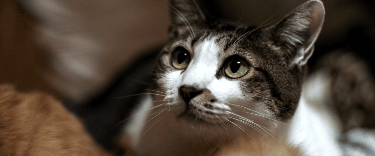 Kattenbaasje krijgt dierenartsrekening