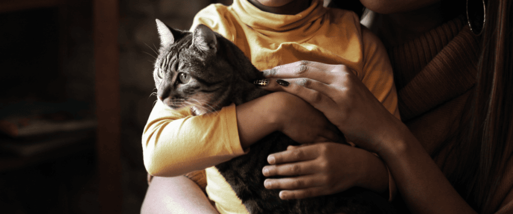 kerstster giftig voor katten