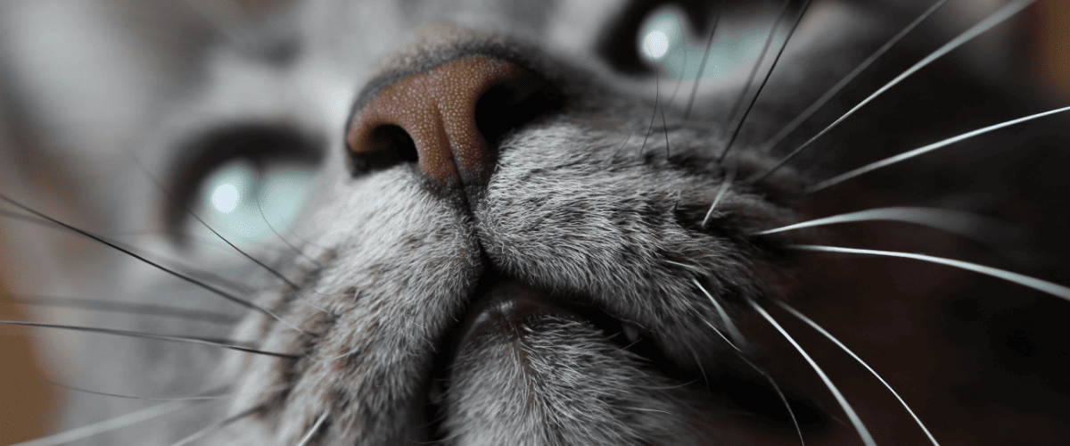 vieze neus bij de kat
