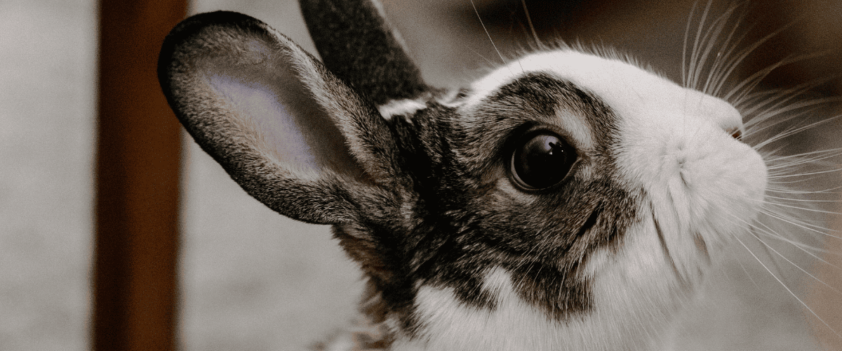 populaire konijnennamen