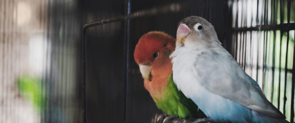 Hoe groot moet een vogelkooi zijn?