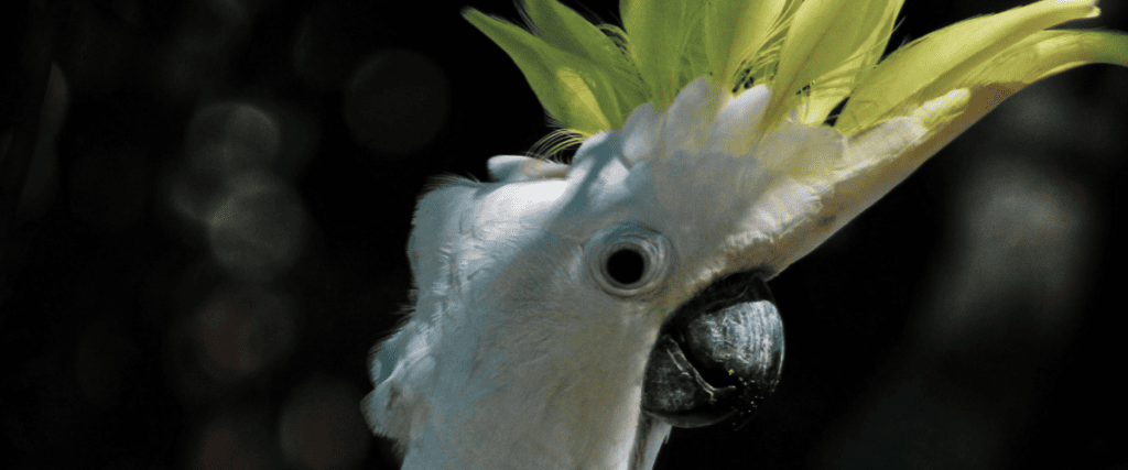 UV lamp voor vogels of zonlicht?