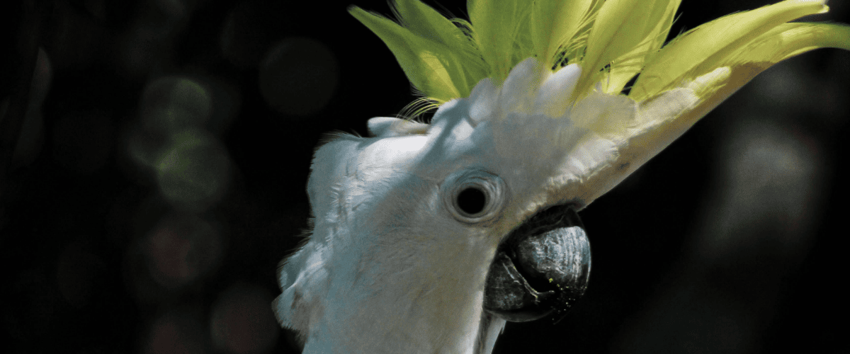 Noord Amerika Prijs tack UV lamp voor vogels of zonlicht? Wij leggen het uit! | Figopet.nl