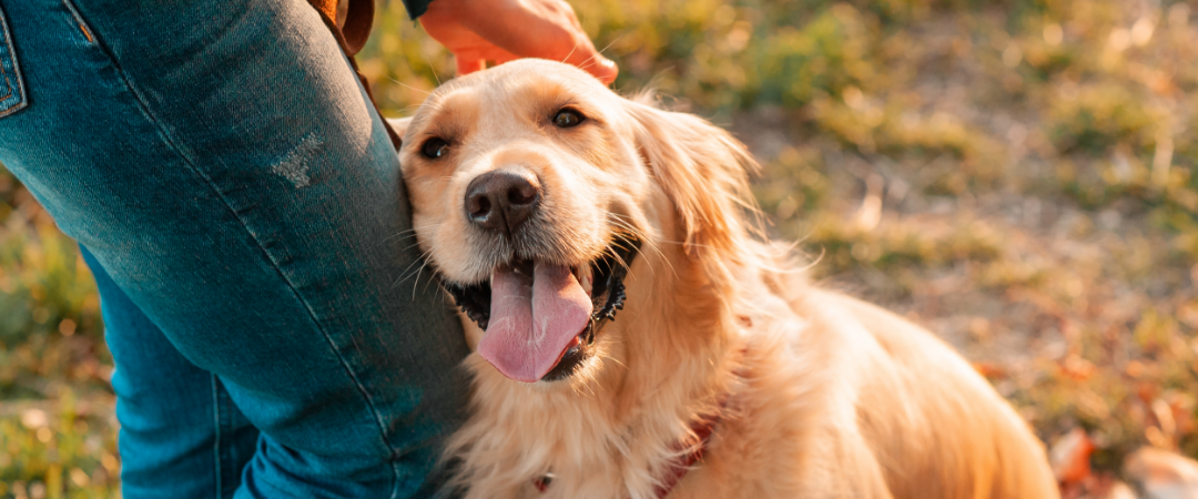 Labrador knuffelt baasje bij been
