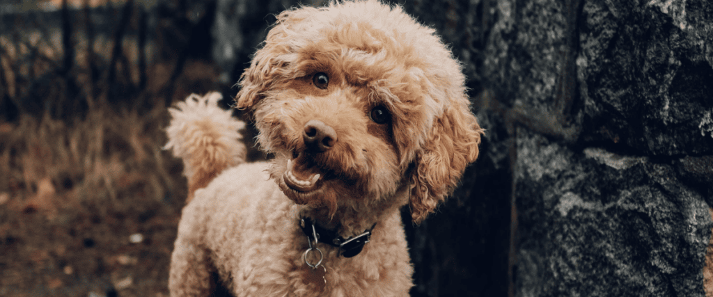 honden die niet verharen