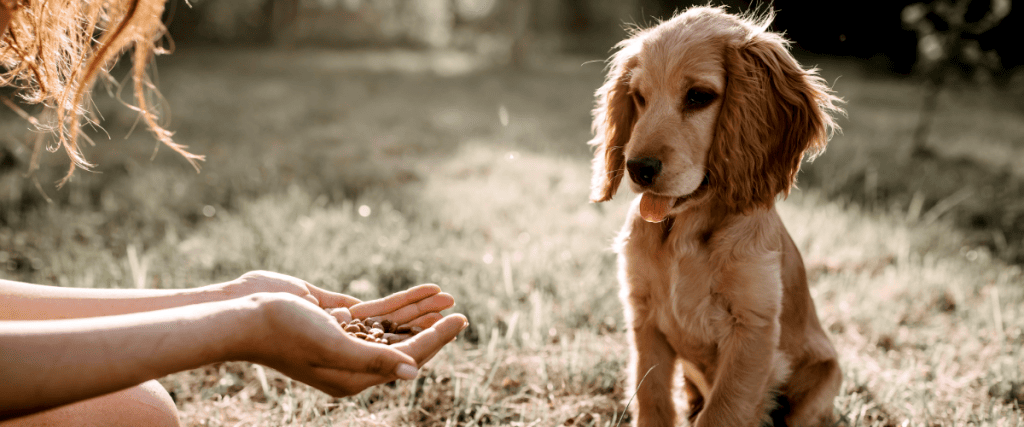 puppy spelletjes